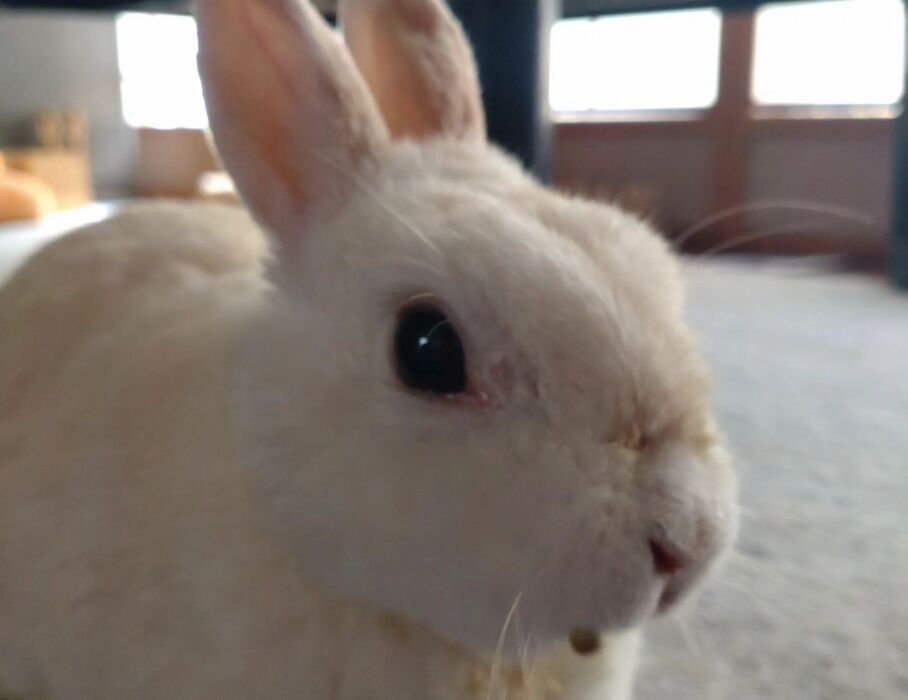 画像525